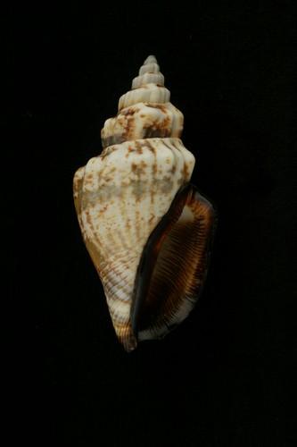 中文種名:黑嘴鳳凰螺