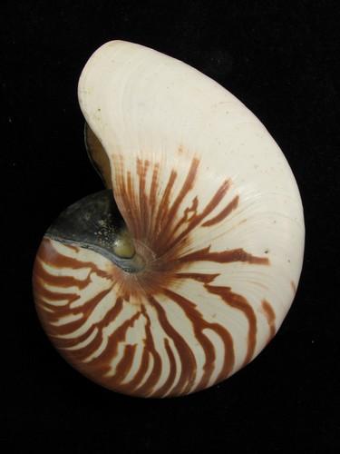 中文種名:鸚鵡螺學名:Nautilus pompilius俗名:鸚鵡螺俗名（英文）:鸚鵡螺