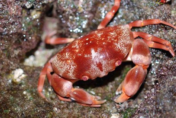 隆斑瓢蟹