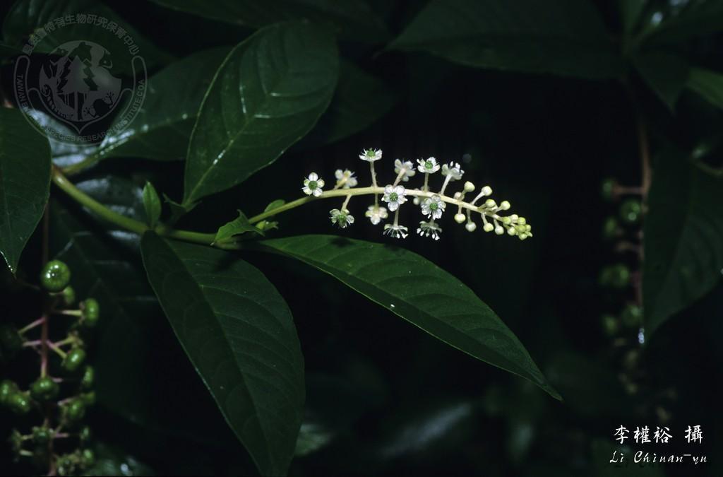 中文種名:美洲商陸學名:Phytolacca americana L.