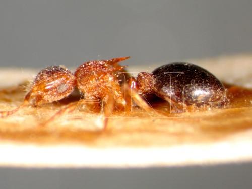 中文種名:雙色家蟻學名:Meranoplus bicolor (Guerin-Meneville, 1844)