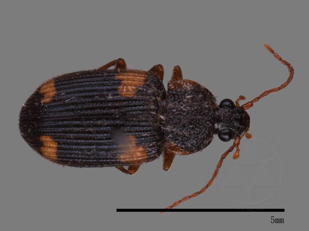 中文種名:步行蟲科學名:Carabidae Carabidae