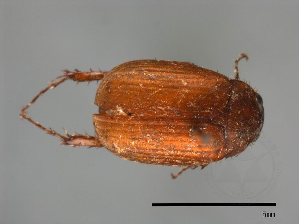 中文種名:金龜子科學名:Scarabaeidae Scarabaeidae