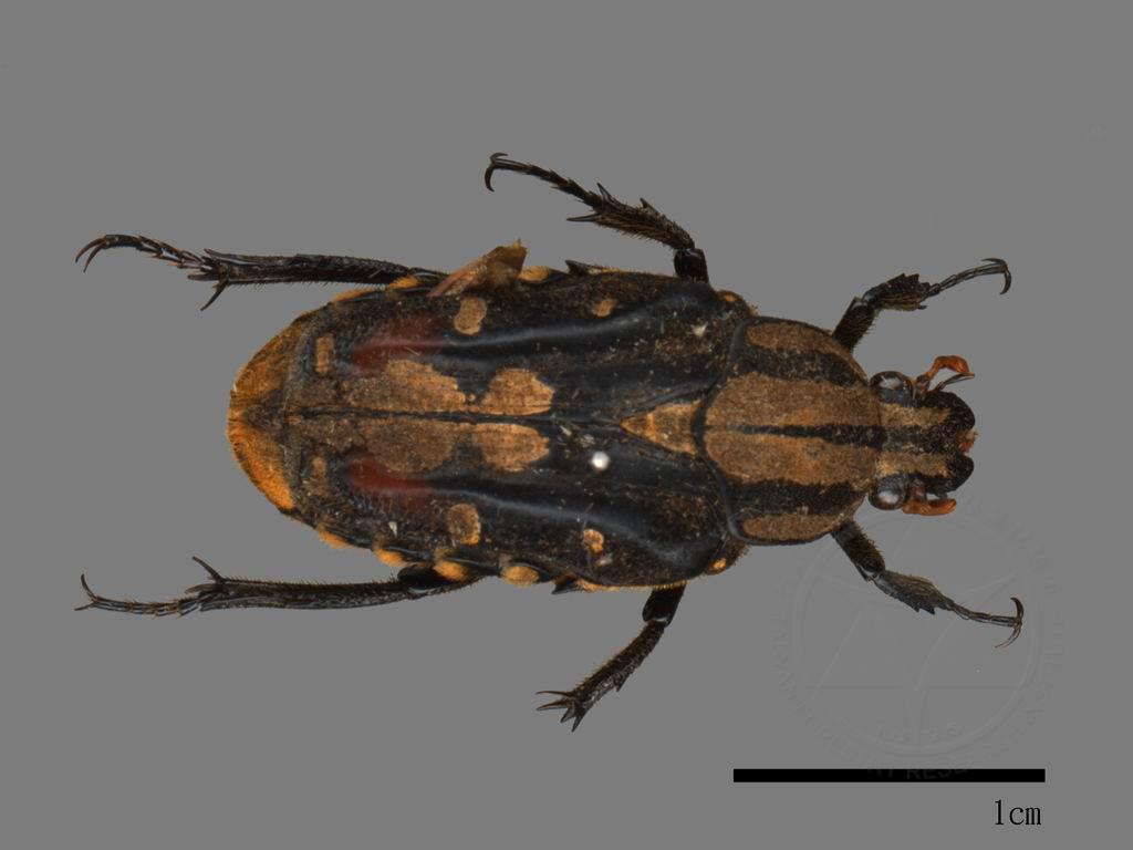 中文種名:金龜子科學名:Scarabaeidae Scarabaeidae