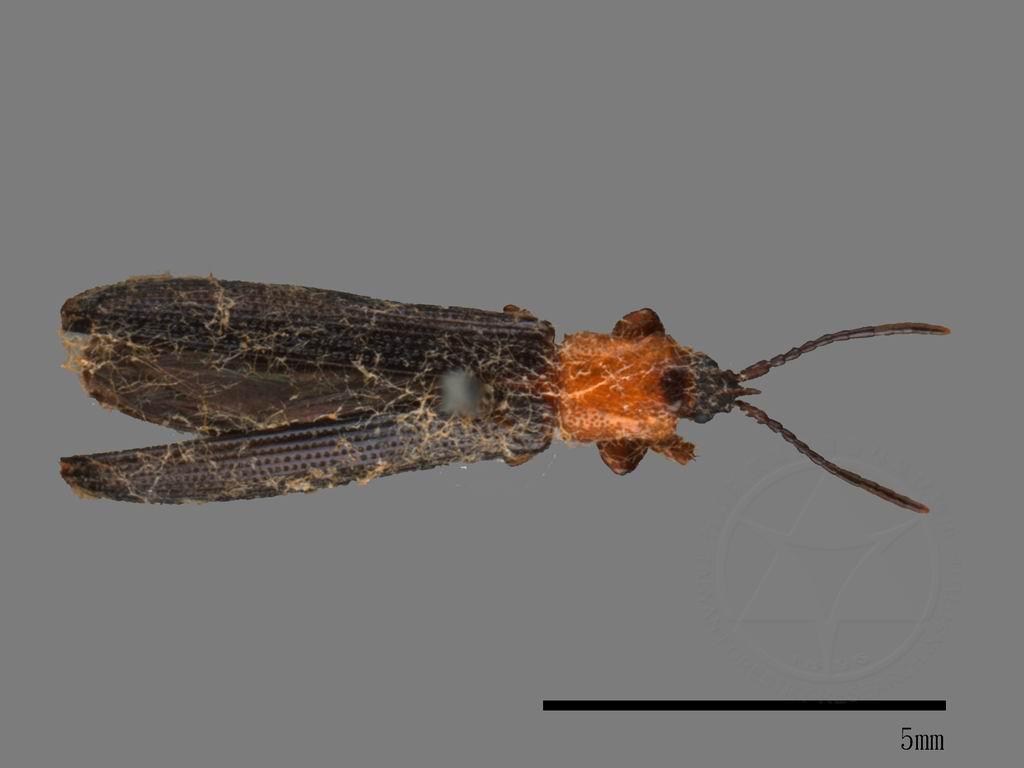 中文種名:金花蟲科學名:Chrysomelidae Chrysomelidae