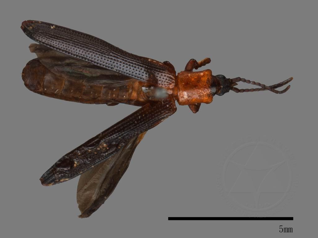 中文種名:金花蟲科學名:Chrysomelidae Chrysomelidae