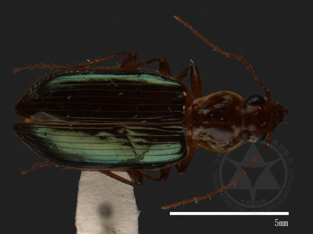 中文種名:步行蟲科學名:Carabidae Carabidae