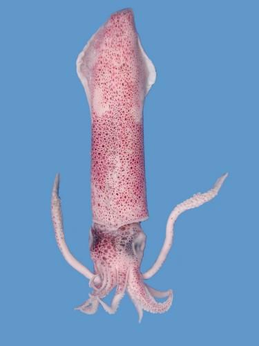 中文名(學名):真鎖管(  i Loligo edulis /i  )中文俗名:透抽、小卷（幼體）、中卷（亞成體）英文俗名:Inshore squids