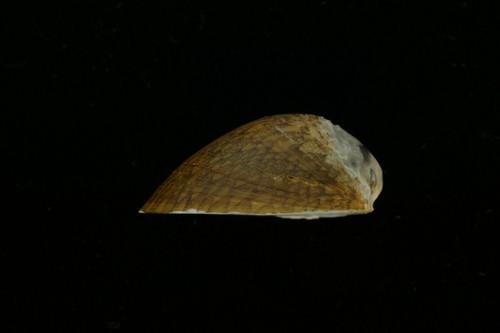中文名(學名):壁蜑螺(  i Septaria porcellana /i  )