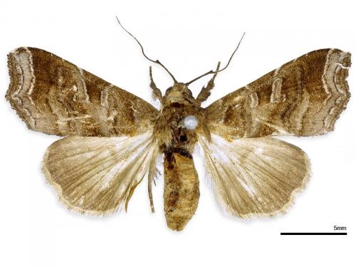 現用組合:Callopistria placodoides (Guenee  1852)原組合:Eriopus placodoides Guenee  1852原標籤書寫學名:Eriopus placodoides