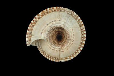 中文名稱:巨車輪螺（登錄號D0028-01）拉丁學名:Architectonica maxima