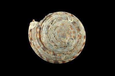 中文名稱:巨車輪螺（登錄號D0028-14）拉丁學名:Architectonica maxima