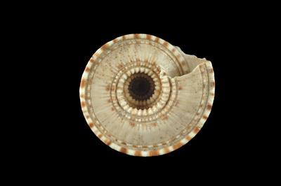 中文名稱:巨車輪螺（登錄號D0028-15）拉丁學名:Architectonica maxima