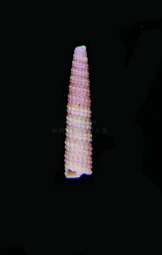 中文種名:紫格錐折螺