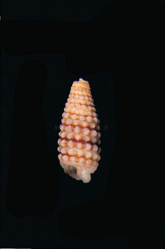 中文種名:白疣左錐螺