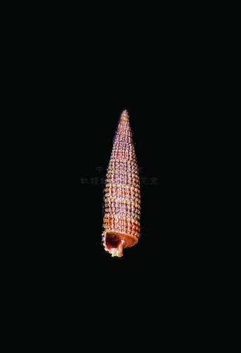 中文種名:褐色參珠螺