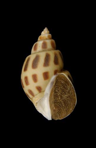 中文種名:象牙鳳螺