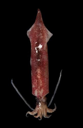 中文種名:尖鎖管學名:Uroteuthis sibogae俗名:尖鎖管俗名（英文）:尖鎖管