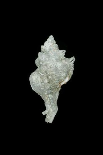 中文種名:黑千手螺學名:Chicoreus brunneus俗名:黑千手螺俗名（英文）:黑千手螺