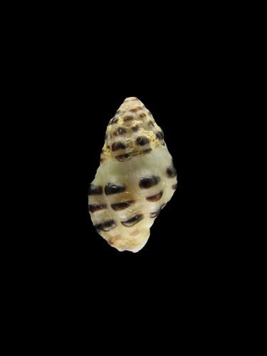 中文種名:黑疣結螺學名:Morula funiculata俗名:黑疣結螺俗名（英文）:黑疣結螺