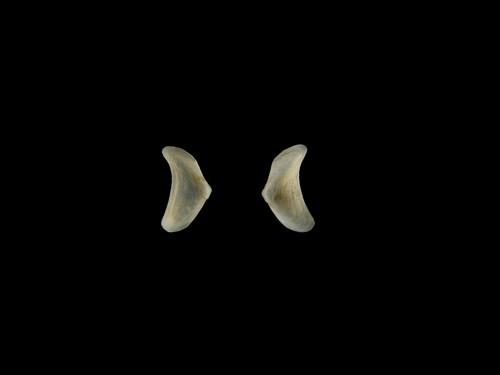 中文種名:弓形寄生蛤學名:Curvemysella paula俗名:弓形寄生蛤俗名（英文）:弓形寄生蛤