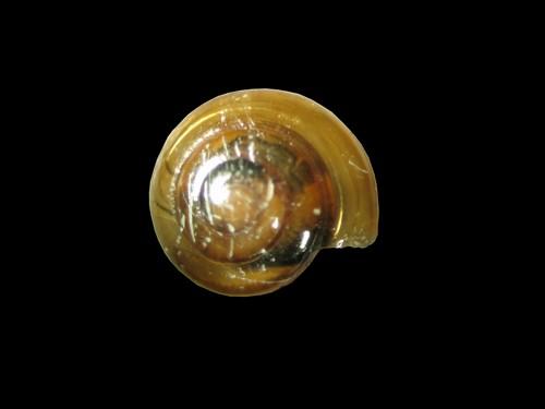 中文名(學名):琉球鱉甲蝸牛(  i Ovachlamys fulgens /i  )