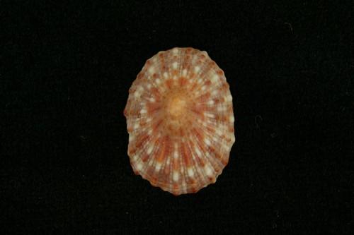 中文名(學名):網紋松螺(  i Siphonaria japonica /i  )