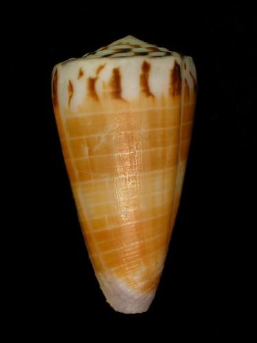 中文名(學名):焦黃芋螺(  i Conus planorbis /i  )