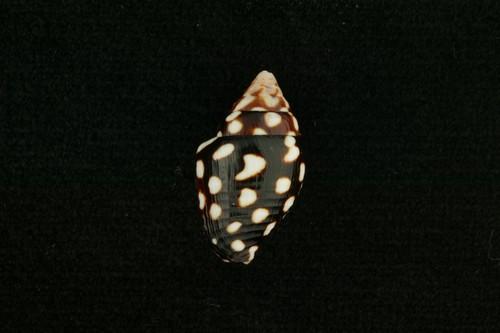 中文名(學名):黑麥螺(  i Pyrene ocellata /i  )