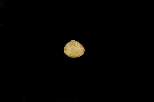 中文名(學名):高山豌豆蜆(  i Pisidium cinereum /i  )