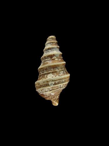 中文名(學名):白珠捲管螺(  i Gemmula monilifera /i  )