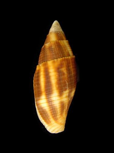 中文名(學名):縱斑筆螺(  i Phaeomitra eremitarum /i  )