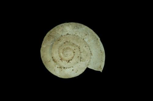 中文種名:低腰盾蝸牛學名:Aegista granti browni俗名:低腰盾蝸牛俗名（英文）:低腰盾蝸牛
