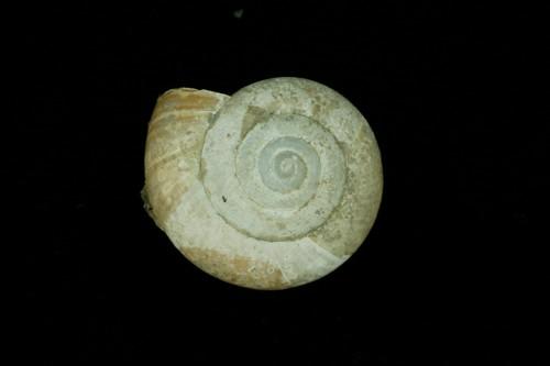 中文種名:台灣鱉甲蝸牛學名:Petalochlamys formosana俗名:台灣鱉甲蝸牛俗名（英文）:台灣鱉甲蝸牛