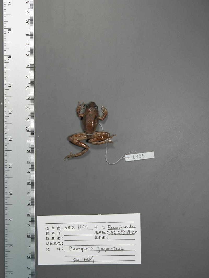學名:Buergeria japonicus中文名稱:日本樹蛙