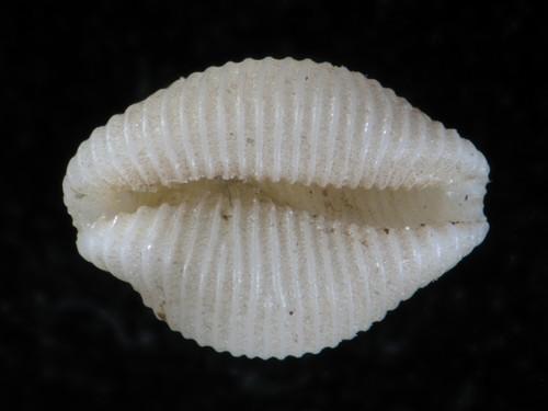 中文名(學名):精雕蛹螺( <i>Trivirostra akroterion</i> )