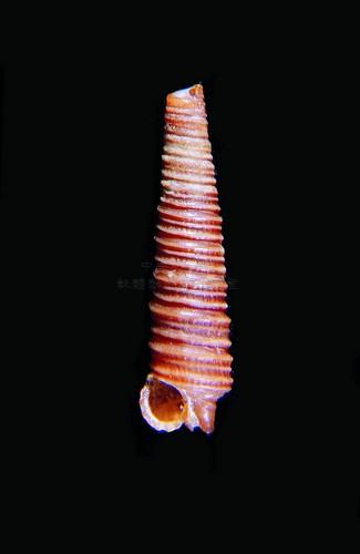 中文名(學名):褐色光肋螺( <i>Viriola interfilatus</i> )