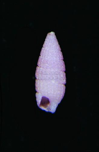 中文種名:紫羅蘭格粒螺