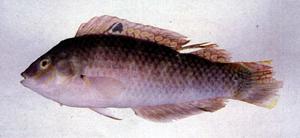 杜氏海豬魚(<i>Halichoeres dussumieri</i>)