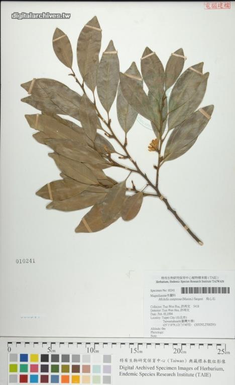 中文種名:烏心石學名:Michelia compressa (Maxim.) Sargent