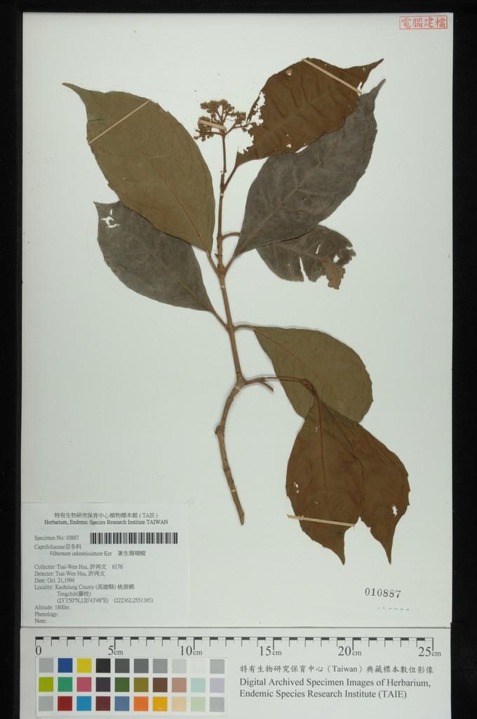 中文種名:著生珊瑚樹學名:Viburnum odoratissimum Ker