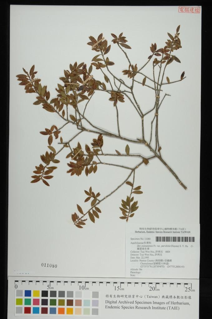 中文種名:小葉雲南冬青學名:Ilex yunnanensis Fr. var. parvifolia (Hayata) S. Y. Hu