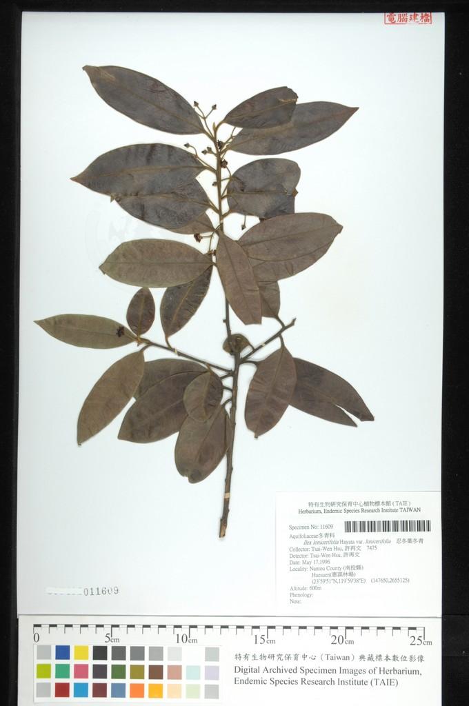 中文種名:忍冬葉冬青學名:Ilex lonicerifolia Hayata var. lonicerifolia