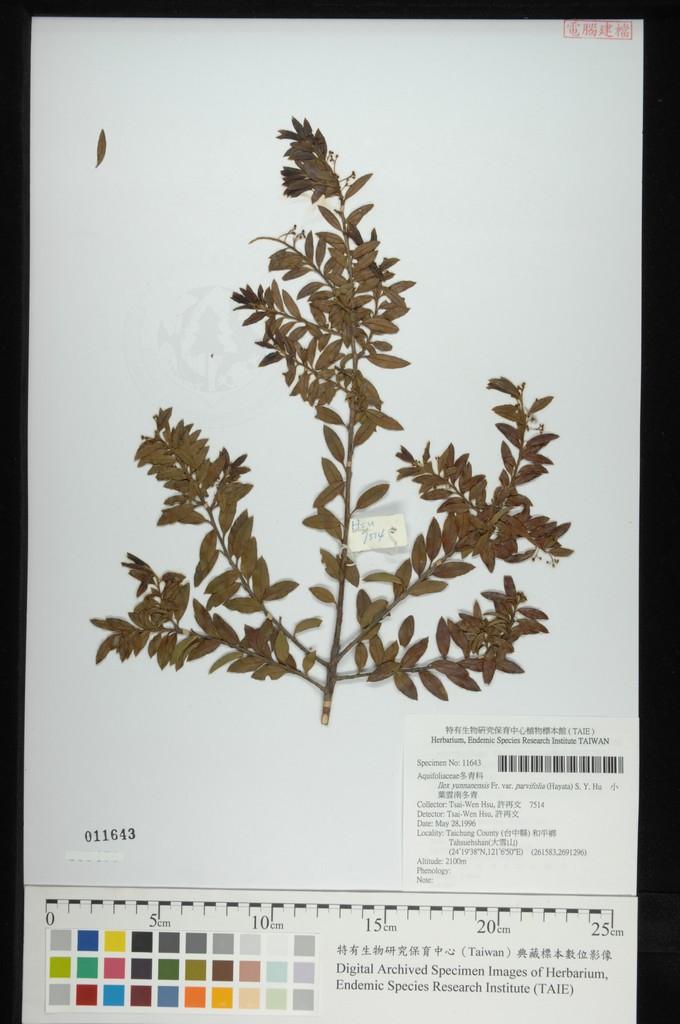 中文種名:小葉雲南冬青學名:Ilex yunnanensis Fr. var. parvifolia (Hayata) S. Y. Hu