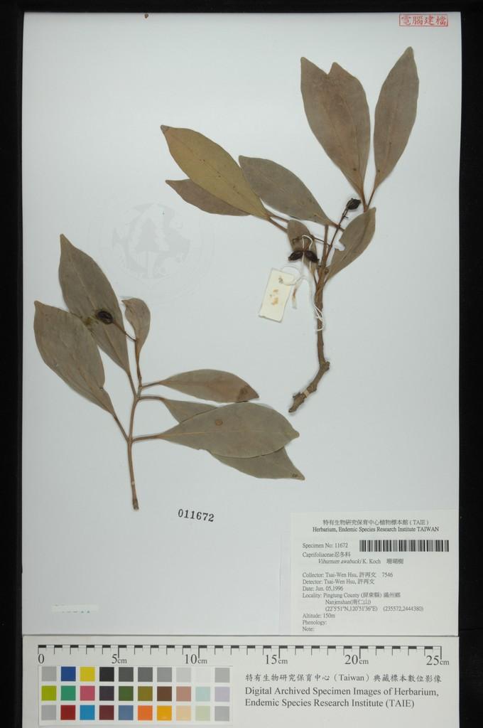 中文種名:珊瑚樹學名:Viburnum awabucki K. Koch