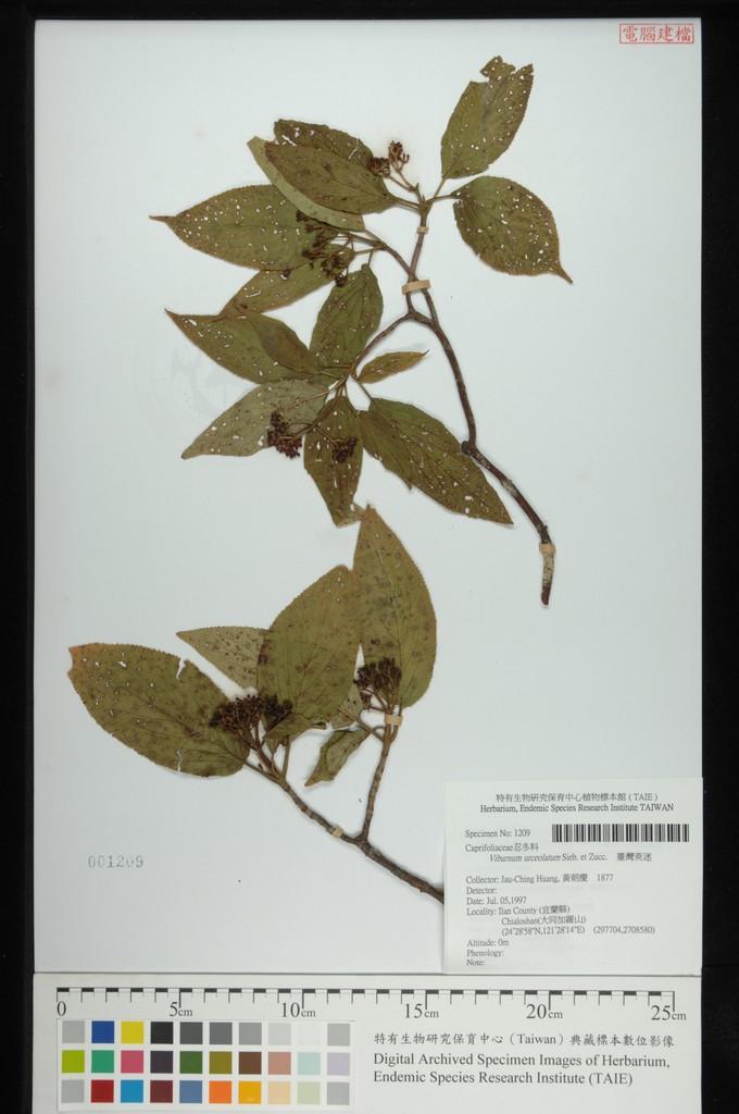 中文種名:臺灣莢迷學名:Viburnum urceolatum Sieb. et Zucc.