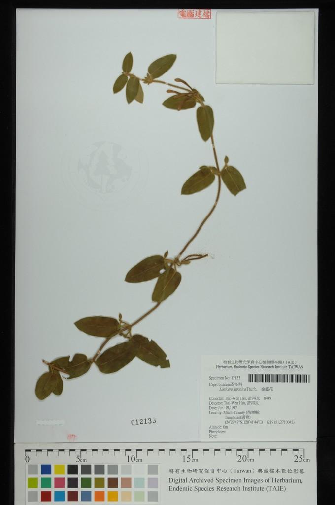 中文種名:金銀花學名:Lonicera japonica Thunb.