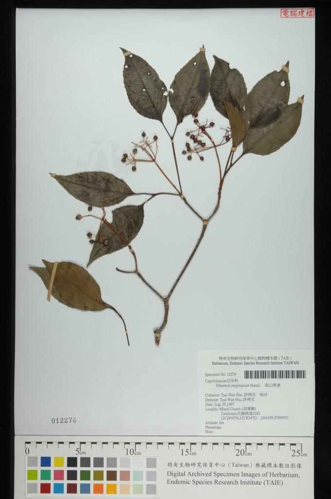 中文種名:高山莢迷學名:Viburnum propinquum Hemsl.