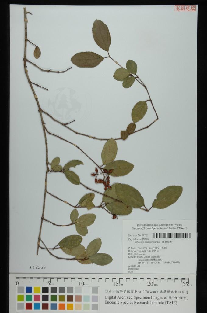 中文種名:臺東莢迷學名:Viburnum taitoense Hayata