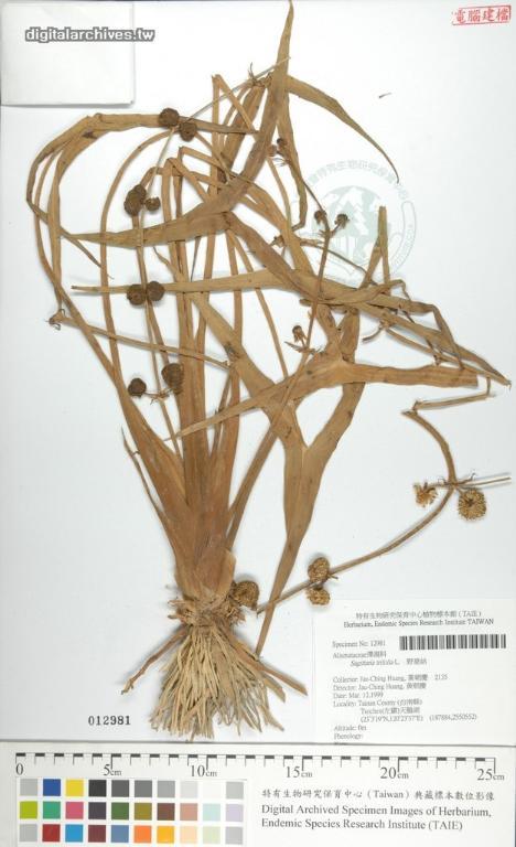中文種名:野慈姑學名:Sagittaria trifolia L.